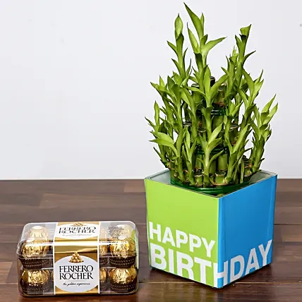 3 Layer Bamboo Plant and Chocolates For Birthday: Lucky Bamboo 