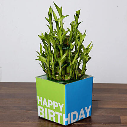 3 Layer Bamboo Plant For Birthday: Plants for Birthday Gift 