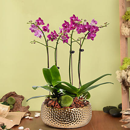 4 Stems Small Purple Orchid Plant In Premium Gold Pot: Plants