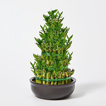 5 Layer Bamboo in Ceramic Pot: Lucky Bamboo 