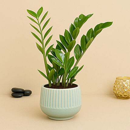 Air Purifying Z Plant: Plants 