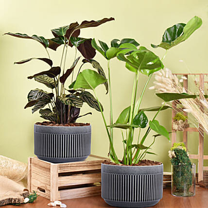 Air Purifying Duo of Calathea and Monstera Plant: Plants Combo