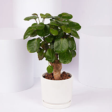 Aralia Fabian Lucky Plant: Good Luck Plants 
