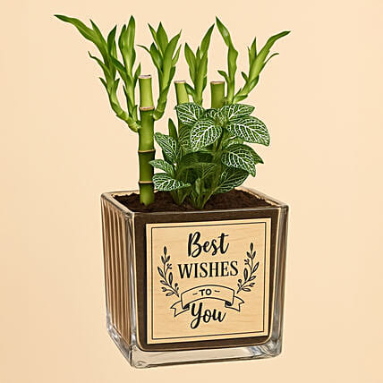 Best Wishes Lucky Bamboo n Fittonia: Farewell Gifts