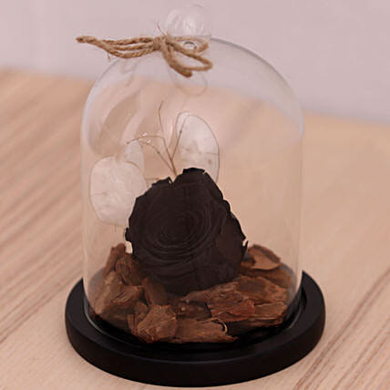 وردة سوداء طبيعية طويلة العمر في قبة زجاجية: فور ايفر روز