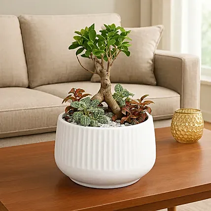 Bonsai & Fittonia Plant In Platter Planter: Plants