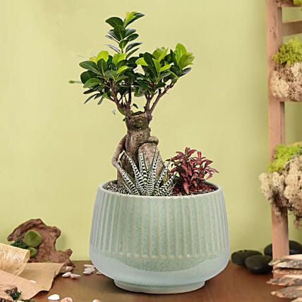 وعاء سيراميك فيه نبتة بونساي وصبار ذيل البرص وفيتونيا : هدايا نباتات داخلية اونلاين 