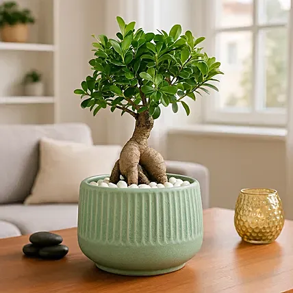 Bonsai Plant In Ceramic Pot: Plants