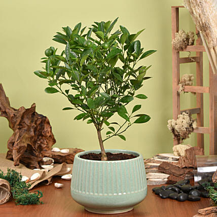 Calamansi or Lemon Plant: New Arrival Plants