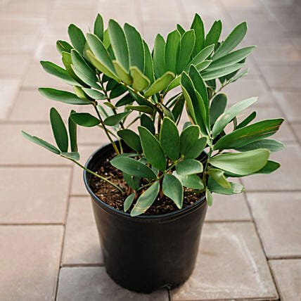 Cardboard Plant Pot: Outdoor Plants to Abu Dhabi