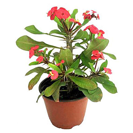 نبتة Christ Thorn (السدر) في أصيص يصل ارتفاع النبتة حتى 40 سم: توصيل نباتات خارجية أبوظبي 