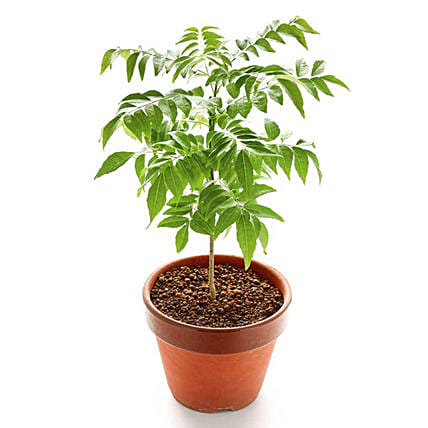 Curry Plant Pot: Outdoor Plants to Abu Dhabi