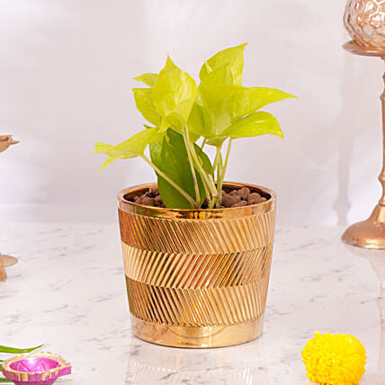 Diwali Money Plant: Diwali One Hour Delivery Gifts