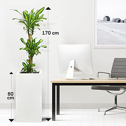 Dracaena Massangeana in 80cm High Planter: Air Purifying Plants 