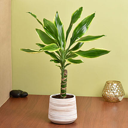 Dracaena Plant Small: Indoor Plants 
