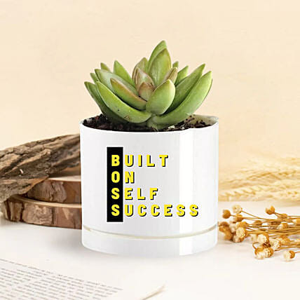 Echeveria Plant In Built On Self Success Vase: Planters 