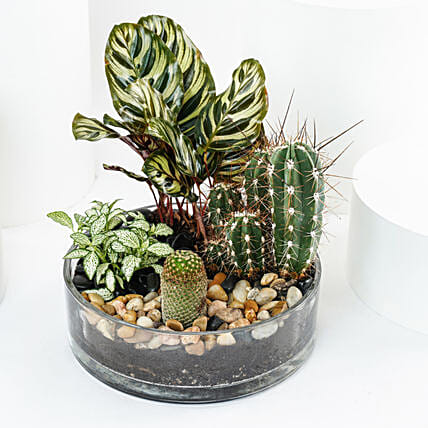 Evergreen Plants Dish Garden: Outdoor Plants