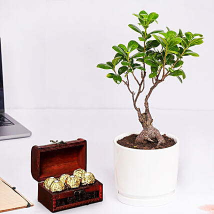 كومبو نبات فيكس بونساي مع شوكولاتة في صندوق: النباتات الداخلية