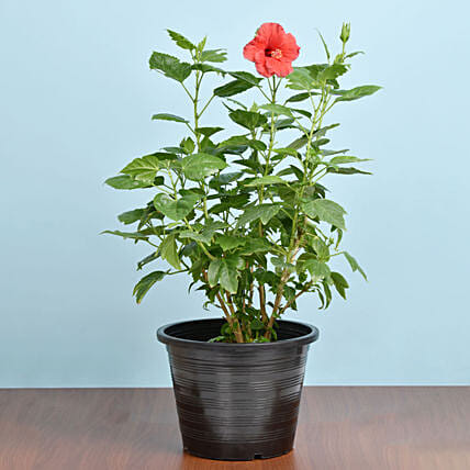 Flowering Hibiscus Plant In Plastic Pot: Housewarming Plants