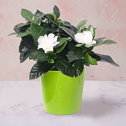 Gardenia Jasminoides Plant In Ceramic Pot: Shrubs 