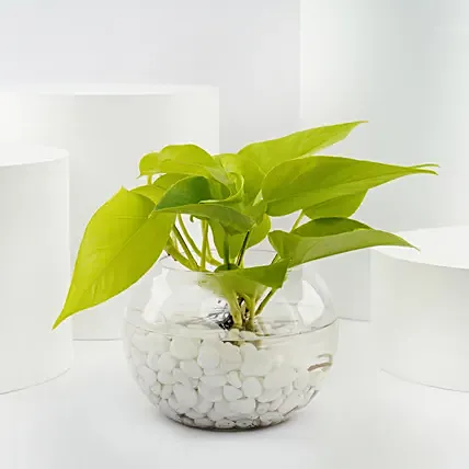 نبات المال الذهبي في أصيص زجاجي: نباتات خارجية