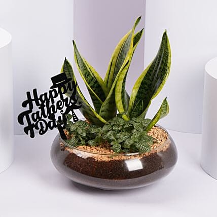 Green Harmony Glass Garden Father Day Edition: Fathers Day Plants