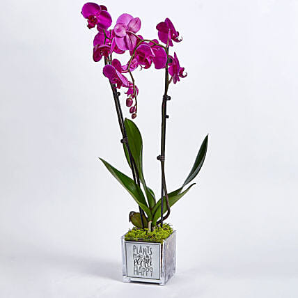Happy Orchid Happy You: Plants for Birthday Gift 
