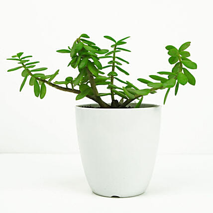 Jade in Small White Planter: Jade Plants 