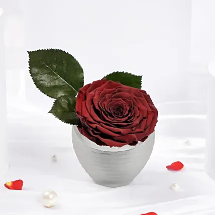 Large Dark Red Preserved Rose in Premium Base: Forever Roses