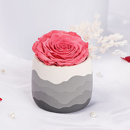 Large Fussia Preserved Rose with Premium Vase: Forever Roses