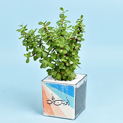 نبات اليشم الأخضر في أصيص زجاجي مخصص أنيق: 