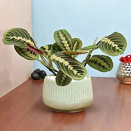 Maranta in Beautiful planter: Air Purifying Plants