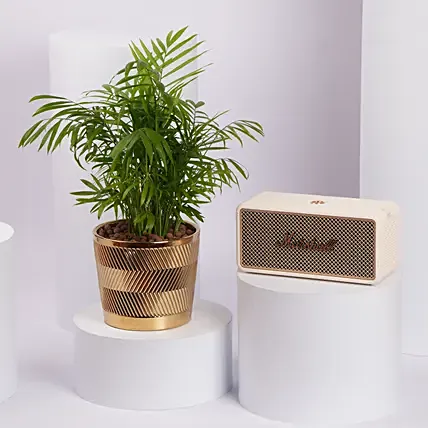 Marshall Speaker with Areca Palm plant: 