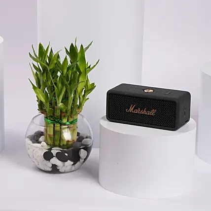 Marshall Speaker with Lucky Bamboo Gift Set: 