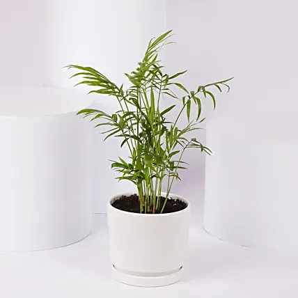 Mini Chamadorea In Dual Tone Pot: Indoor Plants