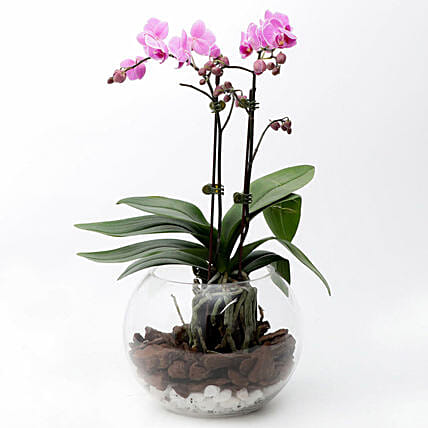 Mini Double Phalaenopsis In Fishbowl: Orchid Plants