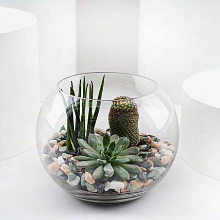 Mini Forest in Glass Bowl: Outdoor Plants 