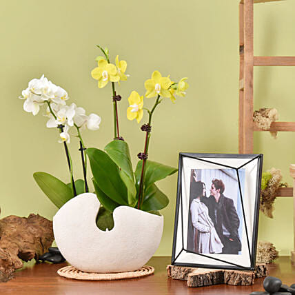 Mini Orchids with Photo Frame: Orchid Plants
