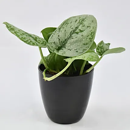 أصيص شجرة الحظ | نبات البوثوس : نباتات المال