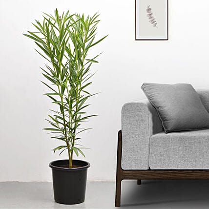 Oleander Plant In Black Pot: Outdoor Plants 