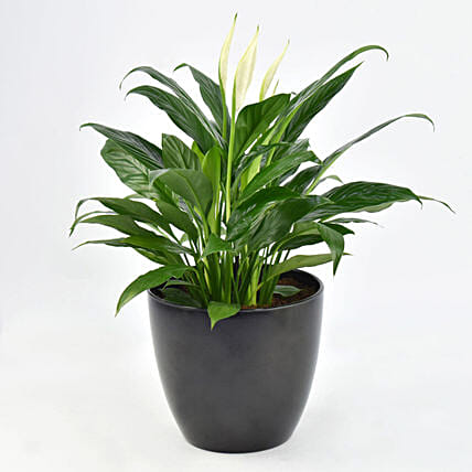 Peace lily in Matt Black Planter: Air Purifying Plants 