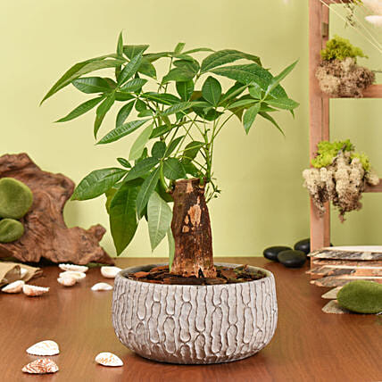 Paclcira Sail Or Pachira Good Luck Tree: Plants