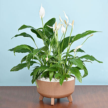 نبات منزلي - نبتة زنبق السلام الأخضر في أصيص بني: Peace Lily Plant for Sale