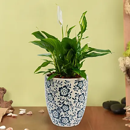 Peace Lilly Or Spathiphyllum in Premium Pot: Plants in Sharjah