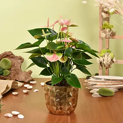 Pink Anthurium in Premium Planter: Indoor Plants 
