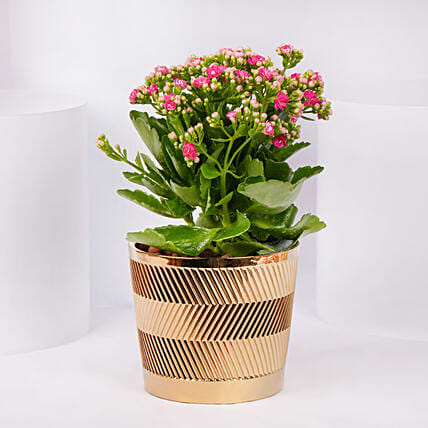 Pink Kalanchoe In Ceramic Pot: Flowering Plants