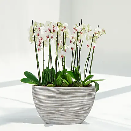 Pink Lips 16 Stems Holland Orchid in Rhythmic Rib Design Planter: Indoor Plants 
