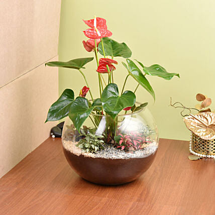 Plant Beauty Garden: Flowering Plants 