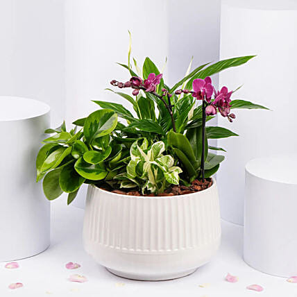 Plants Garden with Mini Orchid Plant: Orchid Plants 