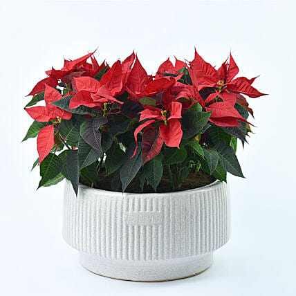 أصيص عظمة البونسيتا: شجرة كريسماس 